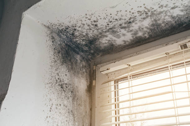 Affordable Bathroom Mold Removal solutions in Triangle, VA